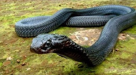 Black King Cobra