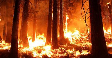 Skovbrand i Californien